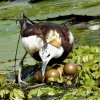 In Sri Lanka, a waterbird flips the parenting paradigm on its head