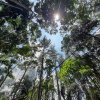 AG’s undertaking raises hope for protection of ‘Other State Forests’