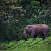 Sinharaja jumbo emerges; wildlife officers manage to avert incidents with villagers