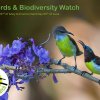 Step in to your home garden and observe the birds